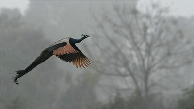 A peacock flies amid fog during a cold winter morning on the outskirts of Chandigarh, which recorded a low of 6.4°C on Thursday. (PTI Photo)