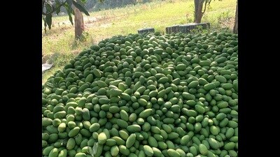Meerut, Saharanpur’s Chausa and Lucknow’s Dussheri will be exported to Russia and Europe (HT File Photo)