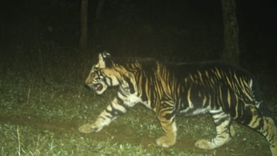 Pseudo-melanistic tiger cub roaming in the wild. (X/@susantananda3) Pseudo-melanistic tiger cub roaming in the wild. (X/@susantananda3)