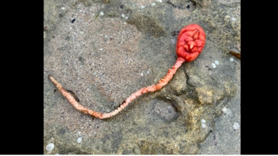 A sea tulip was found on an Australian beach. A sea tulip was found on an Australian beach.