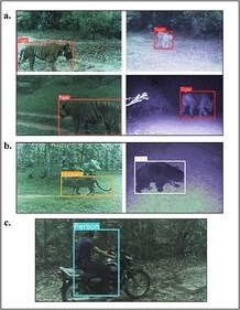 Images captured using TrailGuard AI of wildlife in Kanha-Pench Corridor (The study titled Mitigating human–wildlife conflict and monitoring endangered tigers using a real-time camera-based alert system) Images captured using TrailGuard AI of wildlife in Kanha-Pench Corridor (The study titled Mitigating human–wildlife conflict and monitoring endangered tigers using a real-time camera-based alert system)