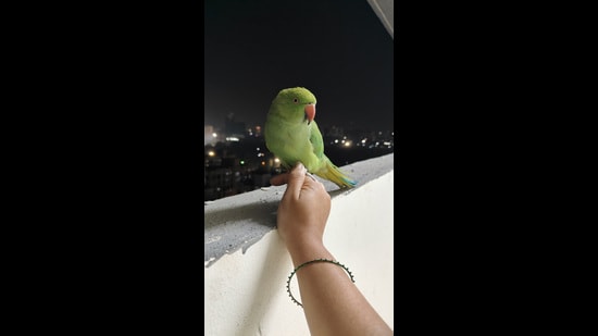 Sion resident declares <span class='webrupee'>₹</span>20,000 reward for missing pet parrot