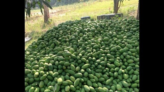 Meerut, Saharanpur’s Chausa and Lucknow’s Dussheri will be exported to Russia and Europe (HT File Photo)