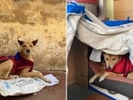 A hunched posture, shivering, barking or whining, can be indications that a dog is too cold for comfort and needs warm clothing for protection.