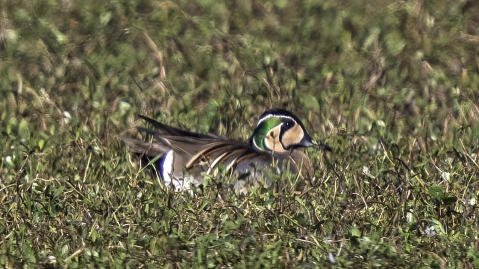 Rare sighting of Baikal Teal duck in Manipur after 109 years - Vimarsana News