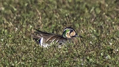Baikal Teal at the Lamphelpat wetland in Manipur. (Photo by Lawrence Irom) Baikal Teal at the Lamphelpat wetland in Manipur. (Photo by Lawrence Irom)