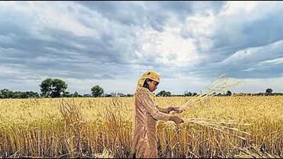 Cereals and vegetables were cheaper in December,compared to November but there was no let-up in the increase of overall food prices. (PTI) Cereals and vegetables were cheaper in December,compared to November but there was no let-up in the increase of overall food prices. (PTI)