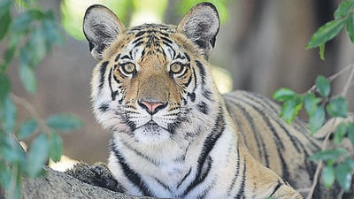 The Supreme Court observed that no animal from the zoo would be permitted to be brought into the wild but only injured, old, orphaned or man-eater tigers (Sanjay Shukla/HTFILE PHOTO) The Supreme Court observed that no animal from the zoo would be permitted to be brought into the wild but only injured, old, orphaned or man-eater tigers (Sanjay Shukla/HTFILE PHOTO)
