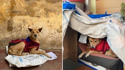 A hunched posture, shivering, barking or whining, can be indications that a dog is too cold for comfort and needs warm clothing for protection. A hunched posture, shivering, barking or whining, can be indications that a dog is too cold for comfort and needs warm clothing for protection.