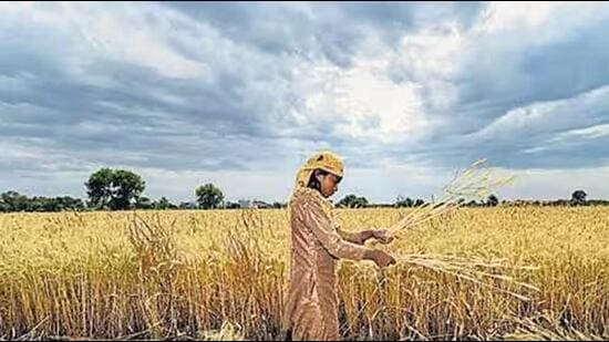Cereals and vegetables were cheaper in December,compared to November but there was no let-up in the increase of overall food prices. (PTI)