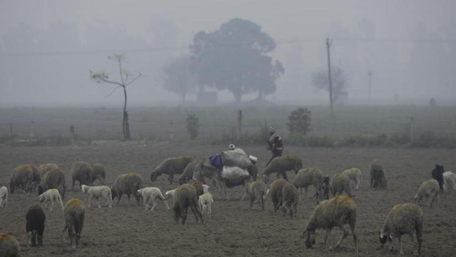 No let-up in cold wave in Punjab, Haryana; Narnaul coldest at 3°C - Vimarsana News