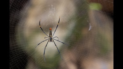 A golden orb weaver, from a group of spider species known to weave the biggest, strongest webs. (Shutterstock) A golden orb weaver, from a group of spider species known to weave the biggest, strongest webs. (Shutterstock)