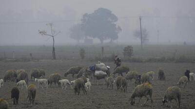 A shepherd keeps watch as his sheep graze in a field on the outskirts Jalandhar on a cold and foggy Saturday morning. (PTI Photo) A shepherd keeps watch as his sheep graze in a field on the outskirts Jalandhar on a cold and foggy Saturday morning. (PTI Photo)