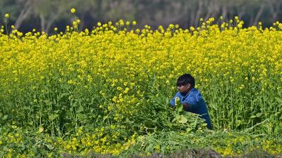 In Punjab, wheat has been grown over 34 lakh hectares (83 lakh acres), mustard over nearly one lakh hectares, and vegetables, particularly potatoes, over one lakh hectares (2.45 lakh acres) this rabi season. (HT File)