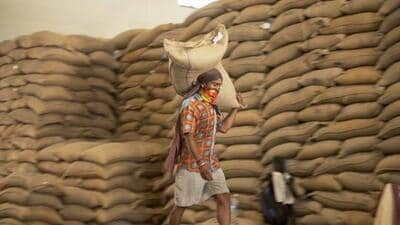 The agency now uses AI-based grain sorters to examine the quality of wheat and rice it buys from farmers, which ensures poor produce is automatically vetted, the official said (AP) The agency now uses AI-based grain sorters to examine the quality of wheat and rice it buys from farmers, which ensures poor produce is automatically vetted, the official said (AP)