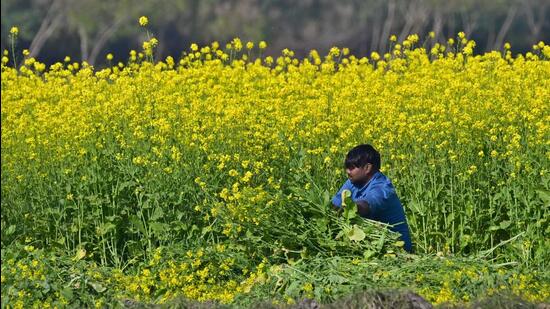 In Punjab, wheat has been grown over 34 lakh hectares (83 lakh acres), mustard over nearly one lakh hectares, and vegetables, particularly potatoes, over one lakh hectares (2.45 lakh acres) this rabi season. (HT File)