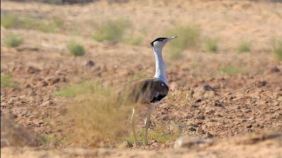 One step away from extinction: a rare glimpse of the Great Indian bustard at Desert National Park, Rajasthan. (PHOTO: MUNISH JAUHAR)