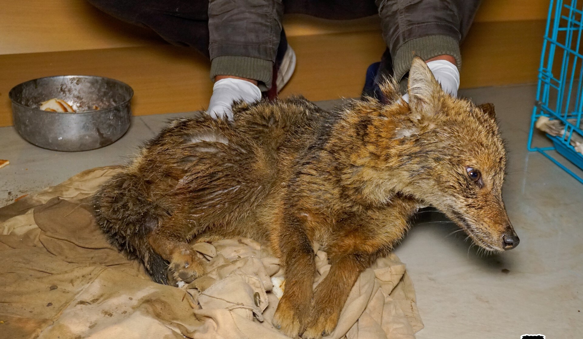 A female Golden jackal suffering from severe hypothermia induced by prolonged exposure to cold was rescued by Wildlife SOS. A female Golden jackal suffering from severe hypothermia induced by prolonged exposure to cold was rescued by Wildlife SOS.