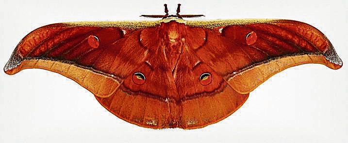 The Antheraea assamensis is used to make muga silk in Assam. (Shutterstock) The Antheraea assamensis is used to make muga silk in Assam. (Shutterstock)