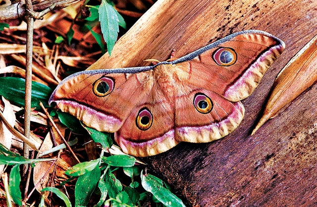 A tussar moth of the genus Antheraea. (Shutterstock) A tussar moth of the genus Antheraea. (Shutterstock)