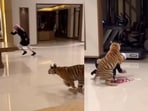 Tiger chasing the man inside in UAE home before finally catching up with him. Tiger chasing the man inside in UAE home before finally catching up with him.