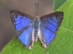 Picture of newly discovered blue-coloured butterfly in Western Ghats. 