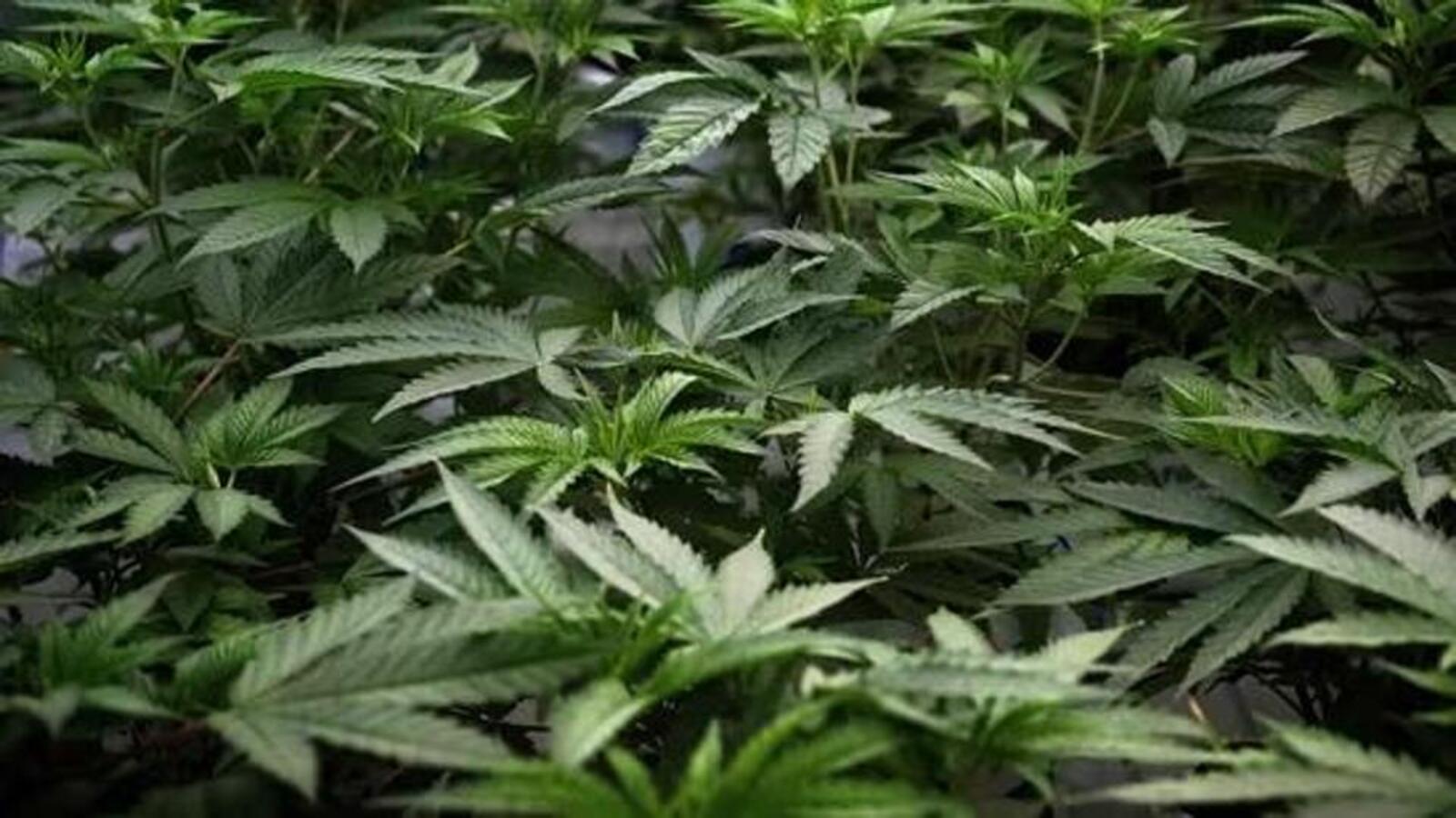 'Family trading in marijuana since my childhood': Bengal BJP leader after arrest | Kolkata - Vimarsana News
