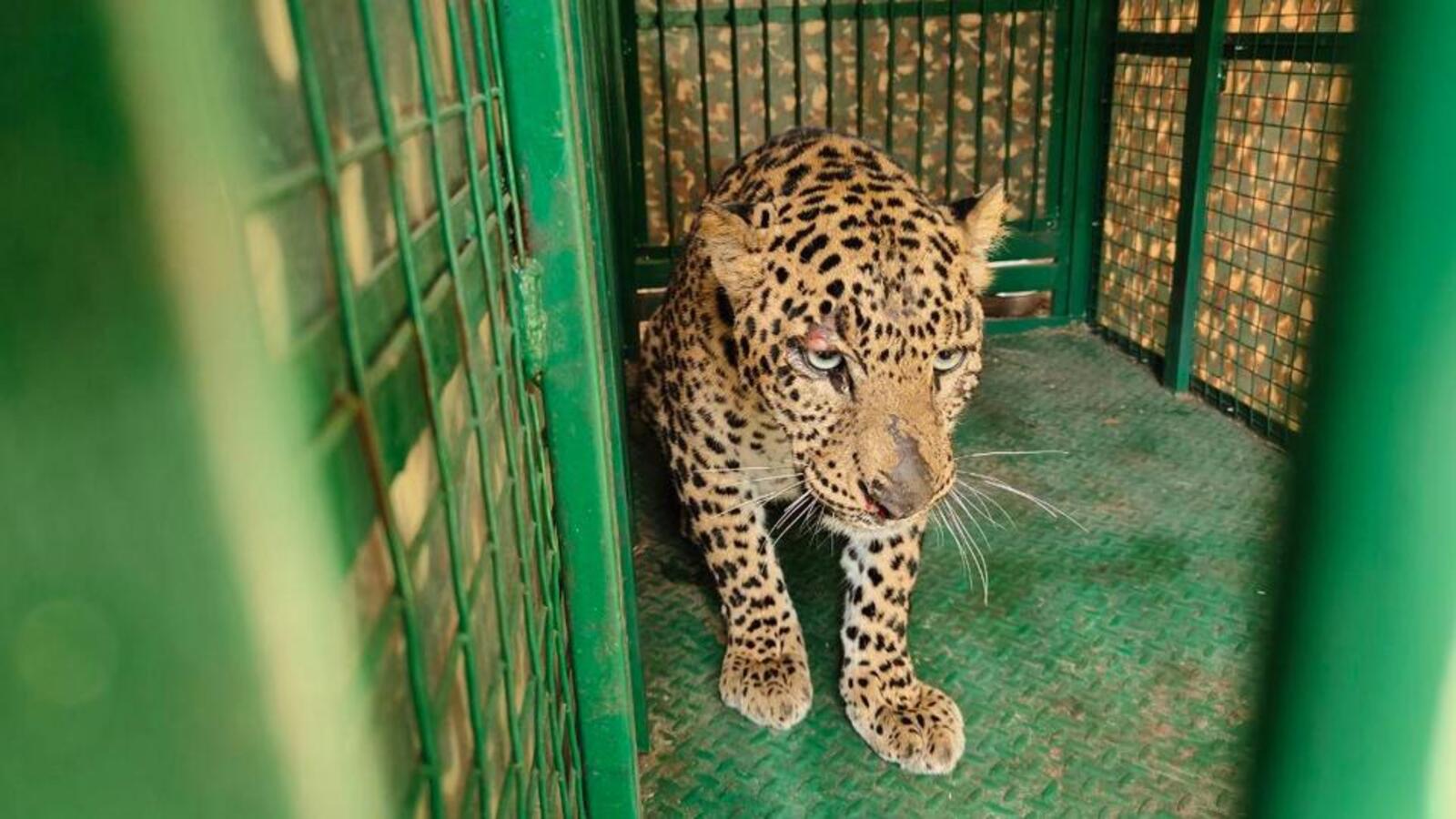 Female leopard rescued near Pune - Vimarsana News