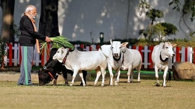 Prime Minister Narendra Modi observes Makar Sankranti by feeding cows at his residence in New Delhi on Sunday. (X/Narendra Modi) Prime Minister Narendra Modi observes Makar Sankranti by feeding cows at his residence in New Delhi on Sunday. (X/Narendra Modi)