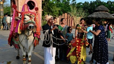 Shilparamam in Hyderabad comes alive with decorated bull performances during Makar Sankranti celebrations on Sunday. Shilparamam in Hyderabad comes alive with decorated bull performances during Makar Sankranti celebrations on Sunday.