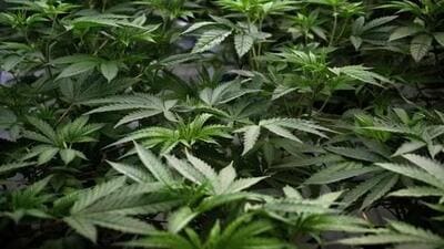 The BJP leader said he had stopped the marijuana business after his wife was elected as a BJP panchayat member in the 2018 rural polls but started again to meet some debts. (Representative Image) The BJP leader said he had stopped the marijuana business after his wife was elected as a BJP panchayat member in the 2018 rural polls but started again to meet some debts. (Representative Image)