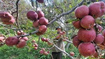 The government has directed the revenue department to identify 200 bighas of land in a region that is suitable for apple growing. (HT File Photo) The government has directed the revenue department to identify 200 bighas of land in a region that is suitable for apple growing. (HT File Photo)