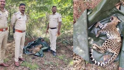 The leopard was found in a private coffee estate owned by one Prema Vishwanath (HT) The leopard was found in a private coffee estate owned by one Prema Vishwanath (HT)