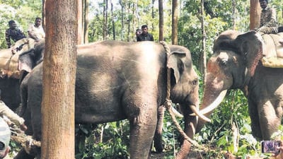 The operation commenced on January 12 in Bikkodu village of Belur taluk and was concluded on Saturday morning at Sahara estate, spanning Nallur and Muddanaikanahallipur villages (HT) The operation commenced on January 12 in Bikkodu village of Belur taluk and was concluded on Saturday morning at Sahara estate, spanning Nallur and Muddanaikanahallipur villages (HT)