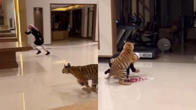 Tiger chasing the man inside in UAE home before finally catching up with him. (Instagram/@billionaire_life.styles) Tiger chasing the man inside in UAE home before finally catching up with him. (Instagram/@billionaire_life.styles)