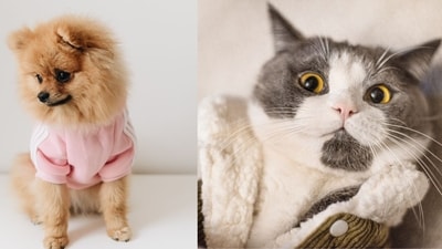 National Dress Up Your Pet Day: History, significance, costume ideas, wishes and more