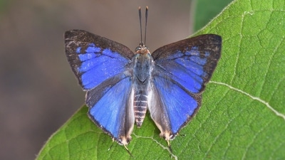 Picture of newly discovered blue-coloured butterfly in Western Ghats. (X/@supriyasahuias) Picture of newly discovered blue-coloured butterfly in Western Ghats. (X/@supriyasahuias)