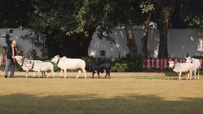 Prime Minister Narendra Modi was seen feeding cows at his residence in the national capital on the occasion of Makar Sankranti on Sunday. Images of the Prime Minister engaged in the activity circulated widely on social media. (X/MyGovIndia) Prime Minister Narendra Modi was seen feeding cows at his residence in the national capital on the occasion of Makar Sankranti on Sunday. Images of the Prime Minister engaged in the activity circulated widely on social media. (X/MyGovIndia)