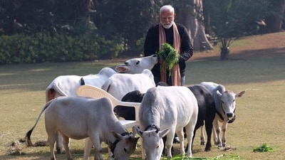 “Everybody is indebted to Gau Mata, at least in India. Cow is a significant part of our culture and tradition,” Modi has said earlier. (X/MyGovIndia) “Everybody is indebted to Gau Mata, at least in India. Cow is a significant part of our culture and tradition,” Modi has said earlier. (X/MyGovIndia)