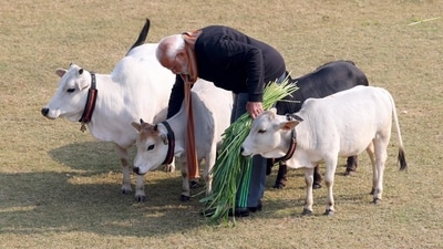 PM Modi was seen petting cows at his residence in Lok Kalyan Marg earlier too. (X/MyGovIndia) PM Modi was seen petting cows at his residence in Lok Kalyan Marg earlier too. (X/MyGovIndia)
