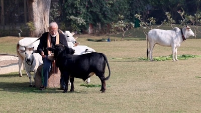 Wearing casual attire, Prime Minister Modi was observed petting the cows in one of the photographs. According to Hindu tradition, providing grass to cows on the auspicious occasion of Makar Sankranti yields benediction. (X/MyGovIndia) Wearing casual attire, Prime Minister Modi was observed petting the cows in one of the photographs. According to Hindu tradition, providing grass to cows on the auspicious occasion of Makar Sankranti yields benediction. (X/MyGovIndia)