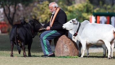 In this photo, the Prime Minister feeds a cow with his own hands. “PM @narendramodi shares a heartwarming moment as he feeds cows at his residence marking the joyous occasion of Makar Sankranti,” My Gov handle posted on X sharing pictures of the moment. (X/MyGovIndia) In this photo, the Prime Minister feeds a cow with his own hands. “PM @narendramodi shares a heartwarming moment as he feeds cows at his residence marking the joyous occasion of Makar Sankranti,” My Gov handle posted on X sharing pictures of the moment. (X/MyGovIndia)