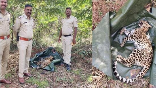The leopard was found in a private coffee estate owned by one Prema Vishwanath (HT)