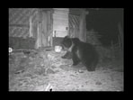 Tibetan Brown Bear spotted outside a home in northern region of Sikkim. Tibetan Brown Bear spotted outside a home in northern region of Sikkim.