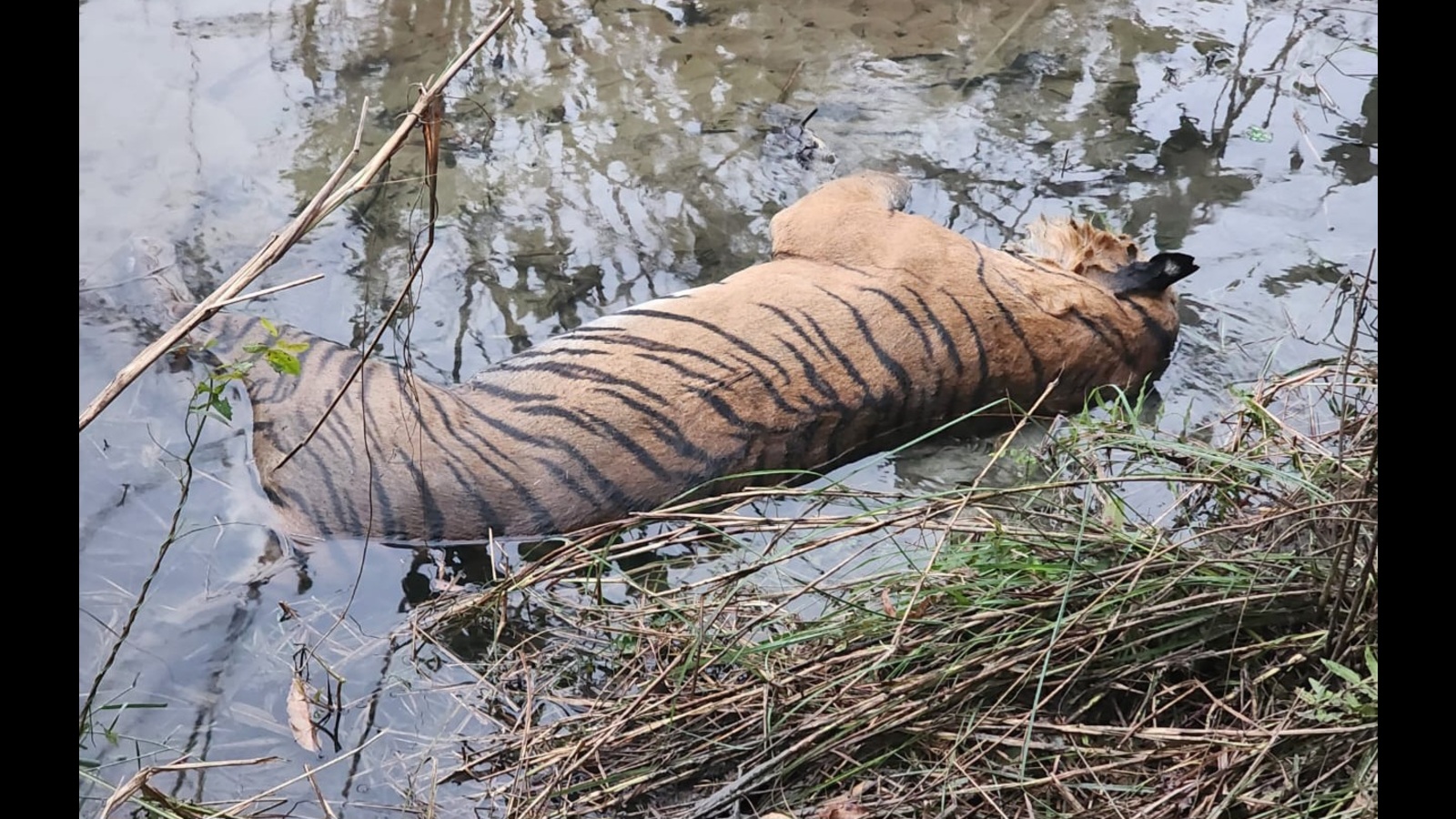 Tigress carcass recovered: Database being scoured to ascertain whether big cat belonged to KWS or Nepal - Vimarsana News