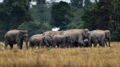 A herd of elephants gathers near a rice field at Borkala village, in Nagaon district, Thursday, Dec. 7, 2023. (PTI Photo) (PTI12_07_2023_000196B) (PTI FILE/REPRESENTATIVE IMAGE)