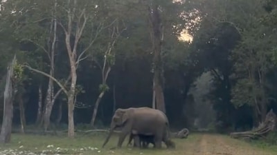 An elephant crossing a path in the forest with its calves. (X/@ParveenKaswan) An elephant crossing a path in the forest with its calves. (X/@ParveenKaswan)