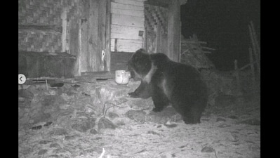 Tibetan Brown Bear spotted outside a home in northern region of Sikkim. (Instagram/@ All India Radio News) Tibetan Brown Bear spotted outside a home in northern region of Sikkim. (Instagram/@ All India Radio News)