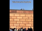 Monkey perched on top of a building with a man's iPhone. Monkey perched on top of a building with a man's iPhone.