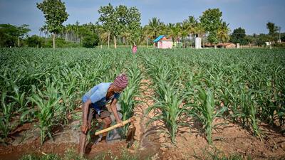 A farmer irrigates a maize crop field on the outskirts of Bengaluru. (AFP) A farmer irrigates a maize crop field on the outskirts of Bengaluru. (AFP)